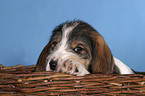 puppy in the basket