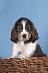 puppy in the basket