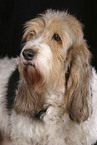 Grand Basset Griffon Vendeen Portrait