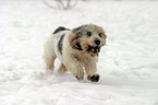 running Grand Basset Griffon Vendeen