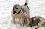 playing Grand Basset Griffon Vendeen