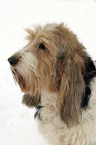 Grand Basset Griffon Vendeen Portrait