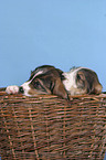 puppies in the basket