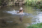 Grand Basset Griffon Vendeen