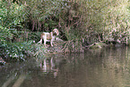 Grand Basset Griffon Vendeen