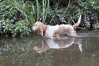 Grand Basset Griffon Vendeen