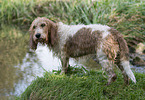 Grand Basset Griffon Vendeen