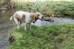 Grand Basset Griffon Vendeen