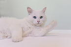 white cat