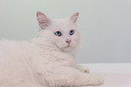 white cat