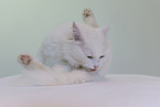 white cat