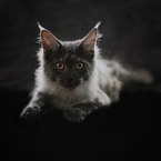Maine Coon