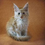 Maine Coon