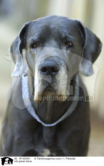 Deutsche Dogge Portrait / old great dane / IP-00091