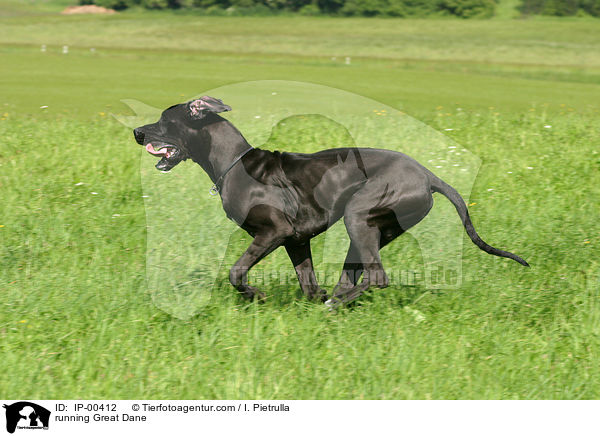 rennende Dogge / running Great Dane / IP-00412