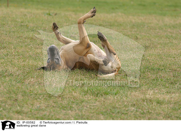 Dogge wlzt sich / wallowing great dane / IP-00582