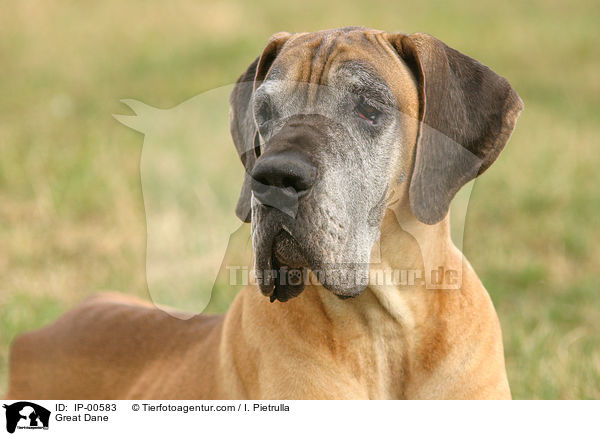 Dogge im Portrait / Great Dane / IP-00583