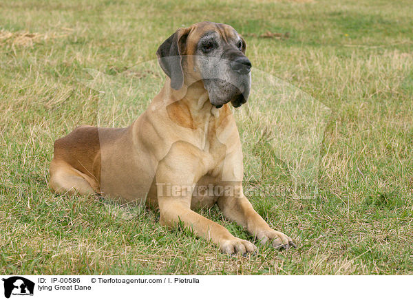 liegende Dogge / lying Great Dane / IP-00586