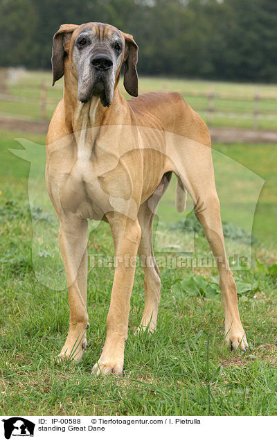 stehende Dogge / standing Great Dane / IP-00588