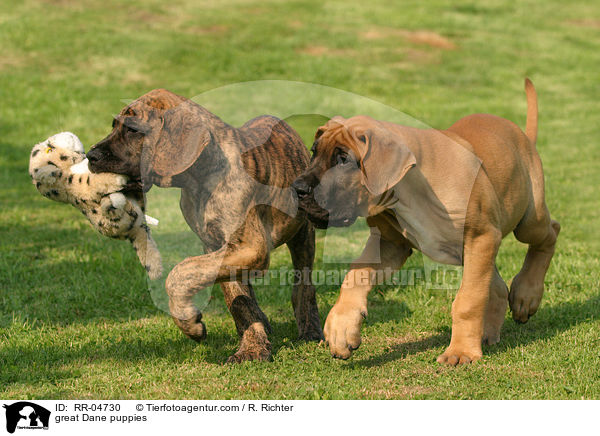 Deutsche Dogge / great Dane puppies / RR-04730