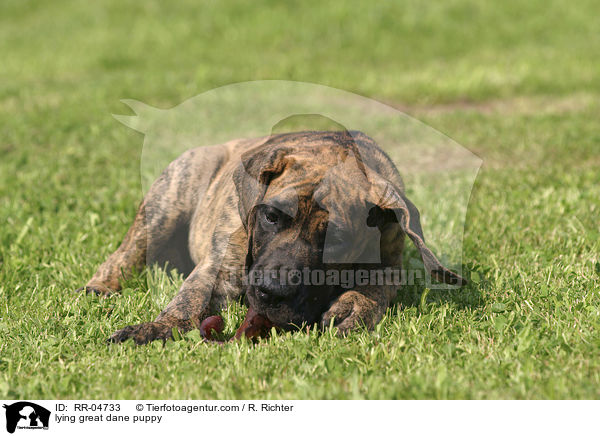 liegender Deutsche Dogge Welpe / lying great dane puppy / RR-04733