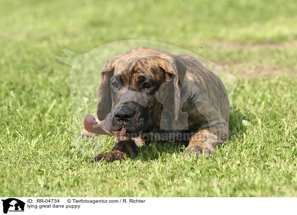 liegender Deutsche Dogge Welpe / lying great dane puppy / RR-04734