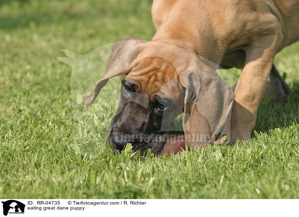 fressender Deutsche Dogge Welpe / eating great dane puppy / RR-04735