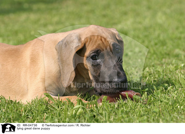 liegender Deutsche Dogge Welpe / lying great dane puppy / RR-04736