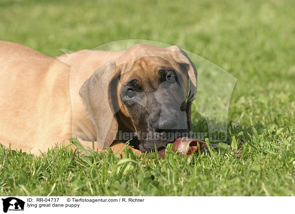 liegender Deutsche Dogge Welpe / lying great dane puppy / RR-04737
