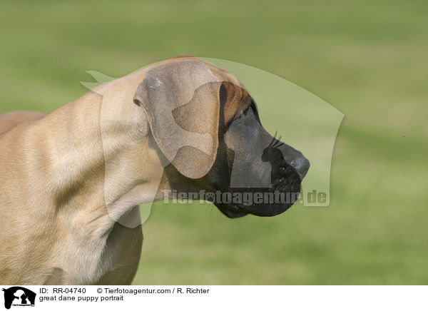 Deutsche Dogge Welpe Portrait / great dane puppy portrait / RR-04740