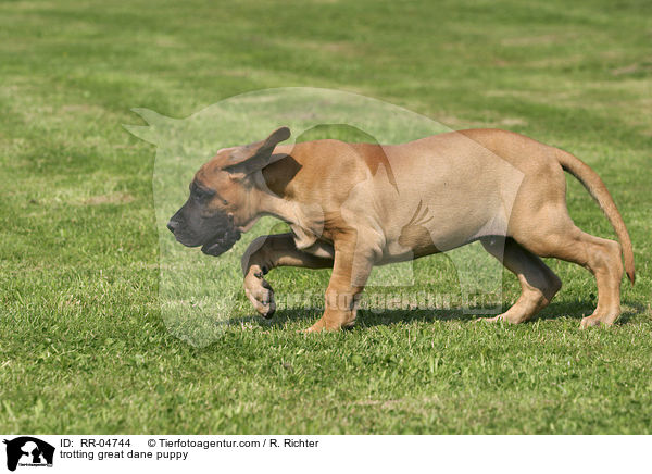 trabender Deutsche Dogge Welpe / trotting great dane puppy / RR-04744