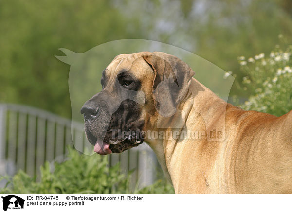 Deutsche Dogge Welpe Portrait / great dane puppy portrait / RR-04745