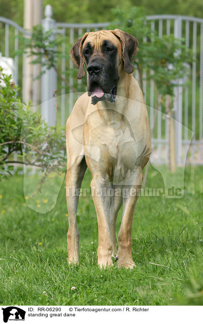 stehende Dogge / standing great dane / RR-06290