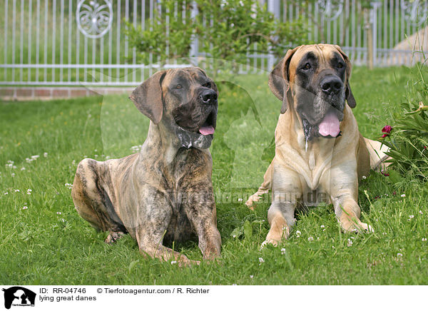 liegende Deutsche Doggen / lying great danes / RR-04746