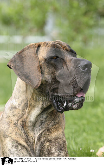 Deutsche Dogge / great dane Portrait / RR-04747