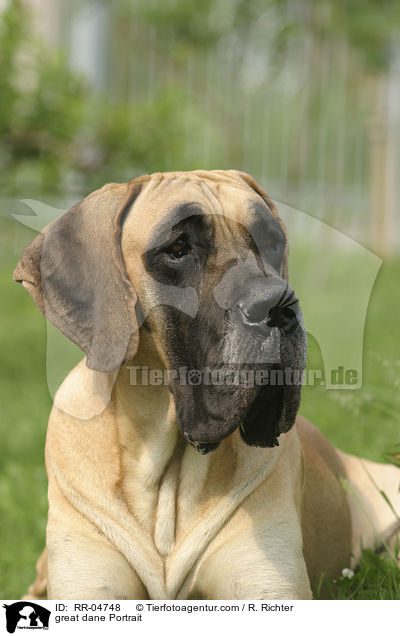Deutsche Dogge / great dane Portrait / RR-04748