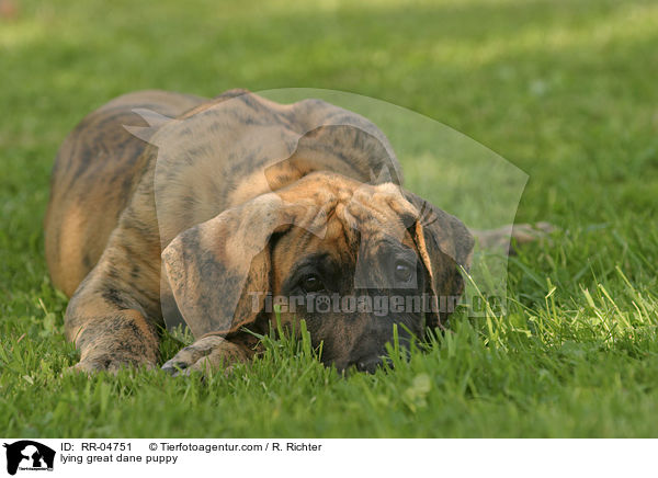 liegender Deutsche Dogge Welpe / lying great dane puppy / RR-04751