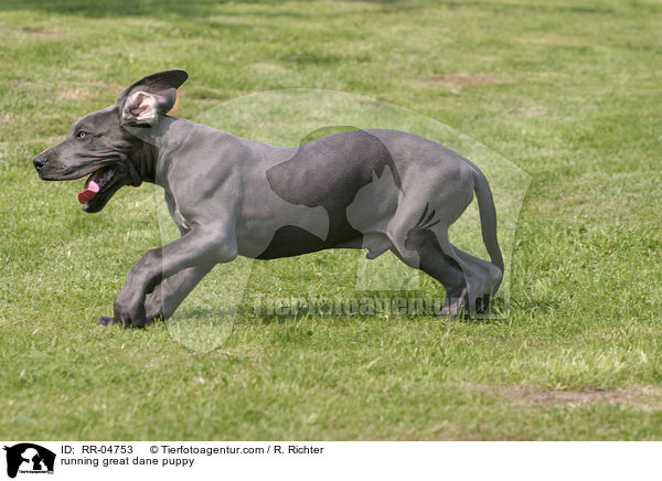 rennender Deutsche Dogge Welpe / running great dane puppy / RR-04753