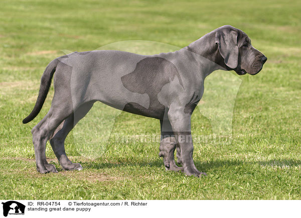 stehender Deutsche Dogge Welpe / standing great dane puppy / RR-04754