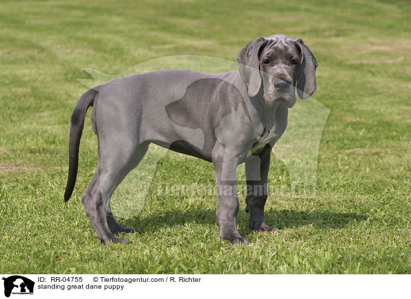 standing great dane puppy / RR-04755