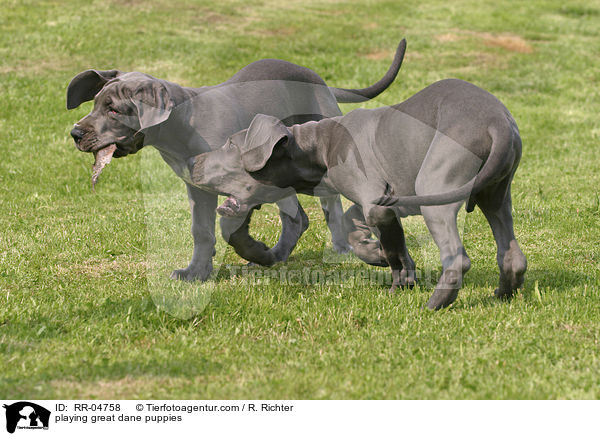 playing great dane puppies / RR-04758