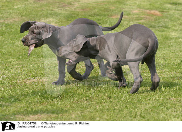 spielende Deutsche Dogge Welpen / playing great dane puppies / RR-04758