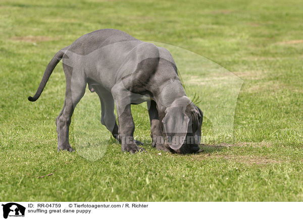 schnuppender Deutsche Dogge Welpe / snuffling great dane puppy / RR-04759
