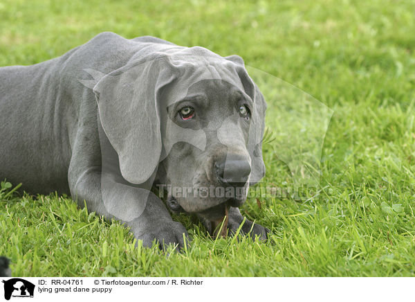 liegender Deutsche Dogge Welpe / lying great dane puppy / RR-04761