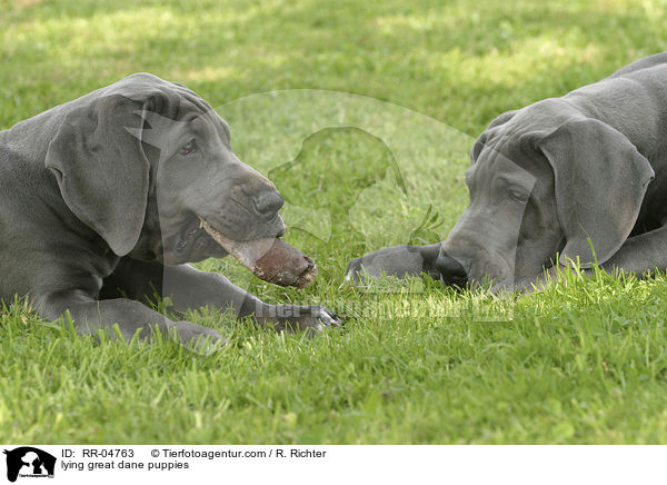 liegende Deutsche Dogge Welpen / lying great dane puppies / RR-04763