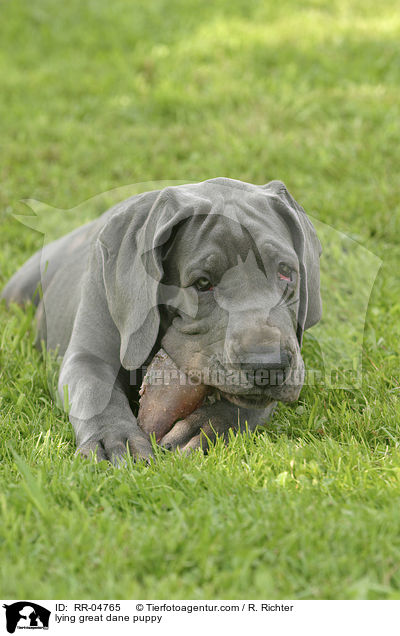 liegender Deutsche Dogge Welpe / lying great dane puppy / RR-04765