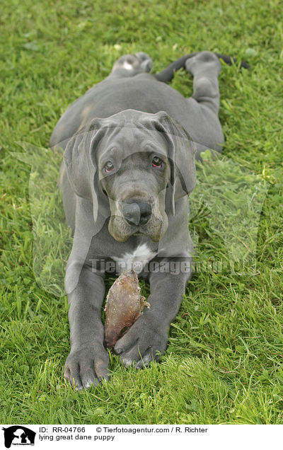 lying great dane puppy / RR-04766