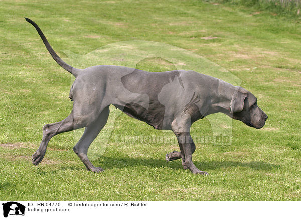 trotting great dane / RR-04770