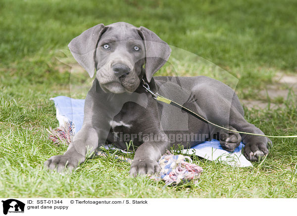 Deutsche Dogge Welpe / great dane puppy / SST-01344