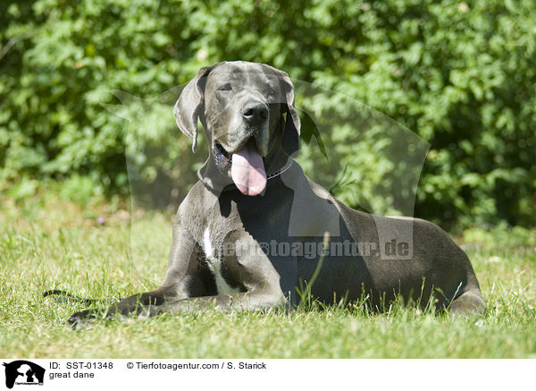 Deutsche Dogge / great dane / SST-01348
